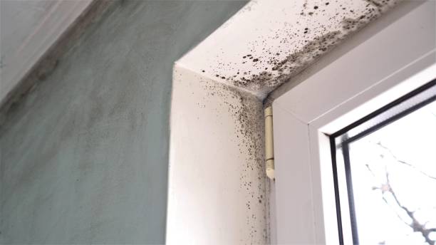 Best Emergency Mold Removal  in Milpitas, CA
