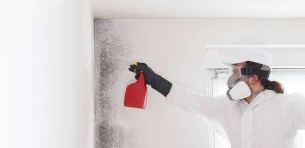 Mold Removal Process in Milpitas, CA