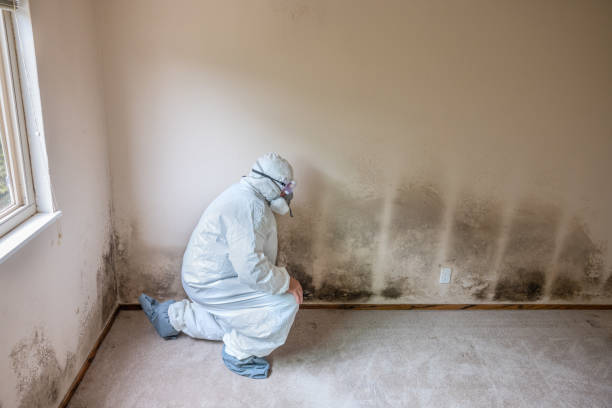 Best Mold Damage Repair  in Milpitas, CA