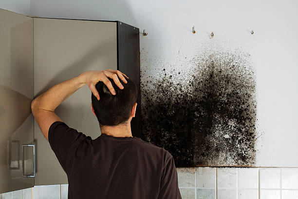 Best Certified Mold Removal  in Milpitas, CA