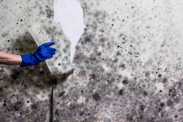 Best Mold Remediation Experts  in Milpitas, CA