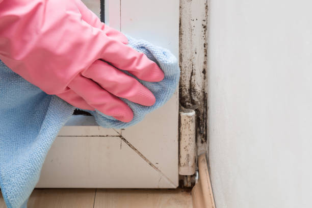 Best Mold Remediation  in Milpitas, CA